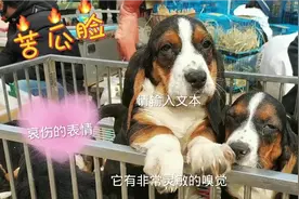 永远苦瓜脸，哀伤的表情包，你觉得这是它得性格，可就错啦！视频封面