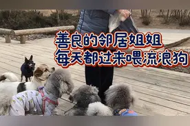 每只流浪狗都是被抛弃的不能善待就不要养它们对小花有疼爱和惩罚