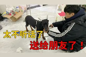 5个月的杜宾不听话，乱喊乱叫还扑主人，只能把狗送给朋友了！视频封面