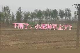山东又下雨了，小麦还能种的上吗？最晚种到什么时候视频封面