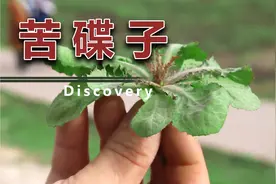 苦碟子你吃过吗 比蒲公英好吃 赶快挖点尝尝鲜吧视频封面