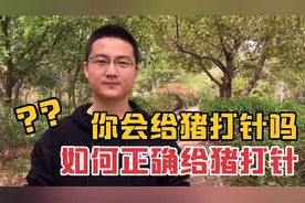 你会给猪打针吗？如何正确给猪打针？视频详解赶紧收藏！视频封面