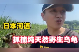 日本野生乌龟泛滥成灾，小伙打算去河边抓几个野生巴西龟当宠物养