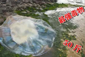 阿聪赶海，遇上50斤巨型毒物搁浅，全身带毒太可怕了视频封面