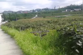 贵州省修文县扎佐镇小营村猕猴桃成熟了，九月这个季节去摘果子。视频封面