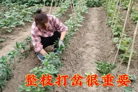 分享朝天椒整枝打杈正确方法，这样给朝天椒打杈红彤彤的挂满枝