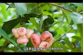 莲雾是补水神器吗，莲雾为什么是补水神器？看了这个视频就知道了