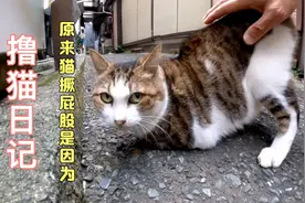 小巷子里的狸花猫爱撅屁股谁知道这是什么原因欢迎评论区交流🧐