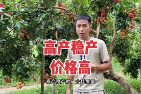 广西优质荔枝品种高产稳产价格高 广东老板抢着来收购 果农乐开花视频封面