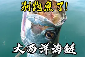 大西洋大眼海鲢别再跑鱼了！视频封面