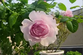 隐隐青的优缺点介绍，回馈花友，送苗啦！视频封面