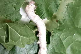 快来看蚕宝宝怎么吃桑叶的，怪不得长那么快！视频封面