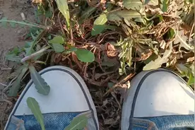 挖个野菜吧，竟然碰见色狼了，气死我了，被我骂跑了！林子大了啥视频封面