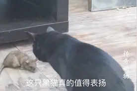 一只老鼠被一只黑猫捕获，猫主人：现在能捉老鼠的猫不多了视频封面