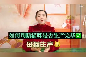 母猫生完肚子摸着还是硬硬的，如何判断猫咪是否生产完毕？