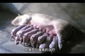 母猪产后瘫痪的治疗！