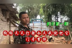 狗狗每天都打架损失了不少今天开始剪门牙