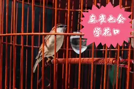没想到麻雀儿也能叫得这么好，真是少见视频封面