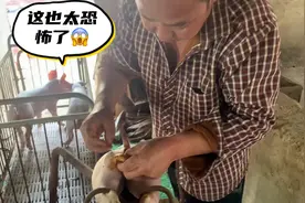 小猪从产床下来的第一步就是绝育手术，网友：不打麻药，干剌啊！