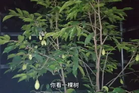 阿杨计划今天嫁接观楠，因为下雨影响嫁接，推迟到明天嫁接视频封面