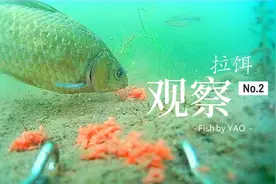 拉饵作钓诱鱼、留鱼方式全解析！不打窝钓全程，水下细节出人意料视频封面