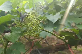 葡萄几叶掐心打顶，开花后还需要打顶吗？视频封面