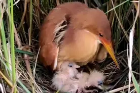刚出生的水鸟是这么吃东西视频封面