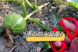 南瓜苗如何掐尖留蔓？一棵南瓜苗留几个枝条？结瓜多还大，真高产