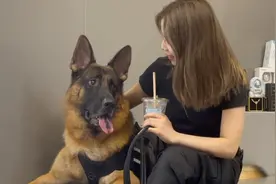 85斤大狗狗，洗澡还要主人抱