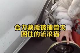 合力救援被捕兽夹困住的小猫，感谢大家的协助，下夹子的人太缺德视频封面