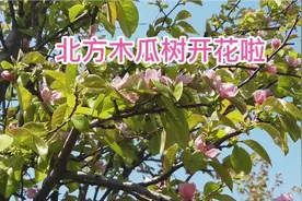 北方木瓜树(又名木梨、降龙木)开花啦  您见过吗？视频封面