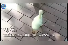 萌化了！商洛莲湖公园人工孵化出第一只鹅宝宝图片