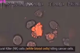 显微镜下看身体细胞如何杀死病毒，细菌，癌细胞视频封面