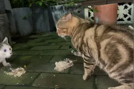 流浪猫一碰面就要打架，和头饭也不吃就要争地盘，我太难了