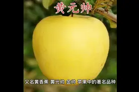 金冠苹果，又名黄香蕉，黄元帅。视频封面
