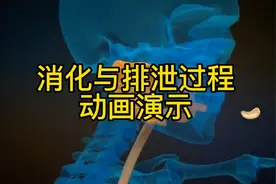 人体消化与排泄过程高清动画演示，值得收藏！