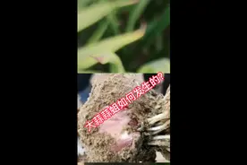 蒜蛆发生条件及后果，尤其河南黑头蛆更让人头疼，怎么办？视频封面