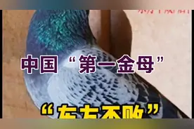 号称“中国第一金母”，大名鸽“东方不败”，后代发挥无数。视频封面