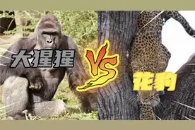 猛兽大对决：现实版的人猿泰山，花豹对战银 背大猩猩。视频封面