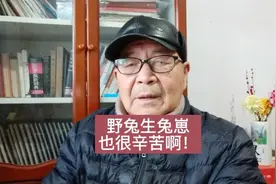 野兔生兔崽打洞吗？野兔产兔崽也很辛苦啊！视频封面