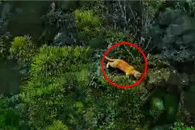 广西崇左发现疑似虎形动物，新森林之王亚洲金猫？散了吧视频封面