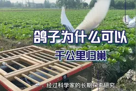 鸽子为什么可以在千公里外放飞也能找到回家的路视频封面