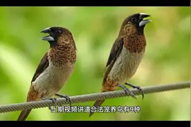 合法的笼养鸟是哪9种了？这期视频给你解答