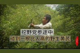 这野生黄芪太高了吧，两米多高的杆，估计根也特别粗，猜猜多少年