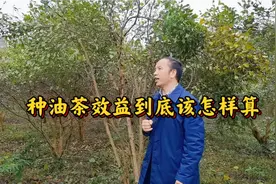 100斤油茶果可卖200元，榨油可卖500元。种油茶效益该怎么算？视频封面