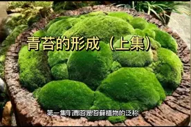 上集 青苔@天天向上yf #生物小常识#青苔的形成#植物@DOU+小助手视频封面