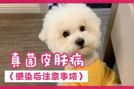 狗狗感染真菌皮肤病后的注意事项～#比熊 #狗狗真菌感染视频封面