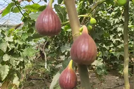 无花果 高钙富硒果，药食两用 美容养颜 提高免疫力，采摘开始了视频封面