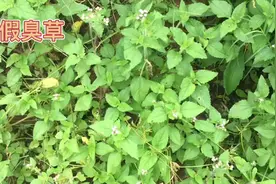 身边的草药（398），假臭草，也许会是一味很好的草药