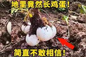 地里竟然长鸡蛋！简直不敢相信！视频封面